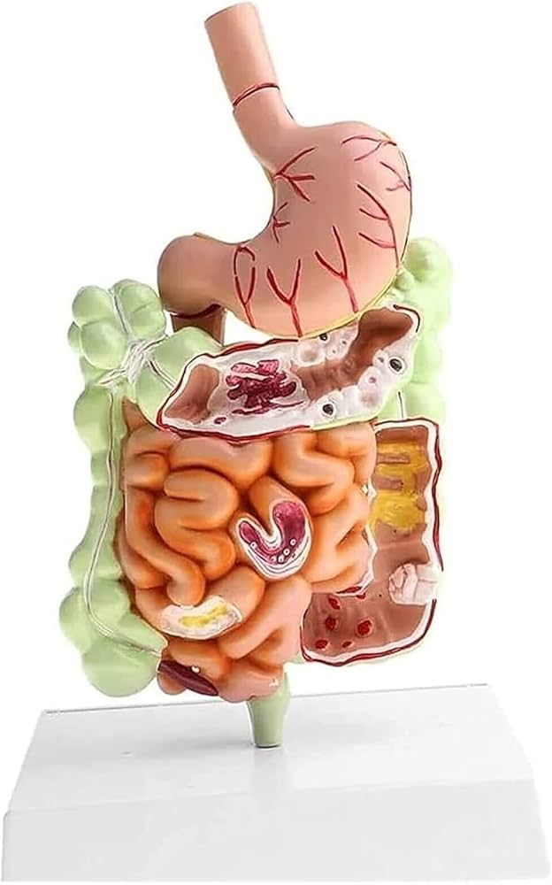 Amazon.co.jp: 解剖用人体模型、腸 人体クラッスス消化管模型、臓器